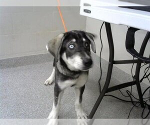 Siberian Husky-Unknown Mix Dogs for adoption in Pasadena, TX, USA