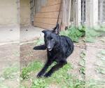Small #8 German Shepherd Dog Mix