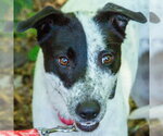 Small #8 Retriever  Mix