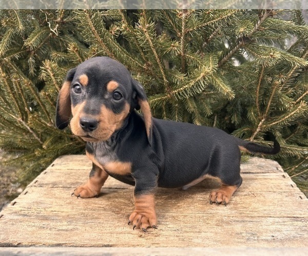 Medium Photo #4 Dachshund Puppy For Sale in MIDDLEBURY, IN, USA