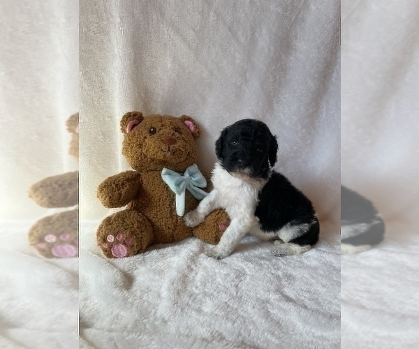 Medium Photo #4 Goldendoodle Puppy For Sale in CHESNEE, SC, USA