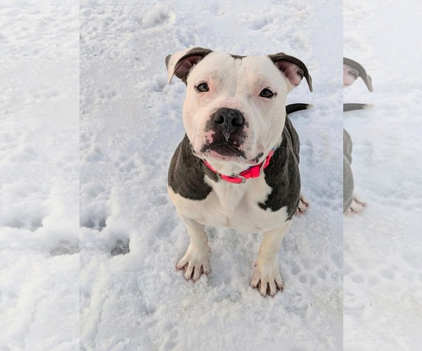 Medium Photo #3 Mutt Puppy For Sale in Rustburg, VA, USA