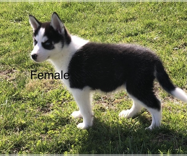 Medium Photo #1 Siberian Husky Puppy For Sale in SILEX, MO, USA