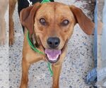 Small #8 Retriever  Mix