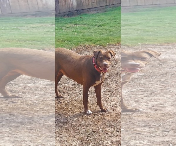 Medium Photo #3 American Pit Bull Terrier-Unknown Mix Puppy For Sale in Duluth, MN, USA