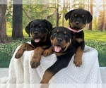 Small Photo #2 Rottweiler Puppy For Sale in MADERA, CA, USA