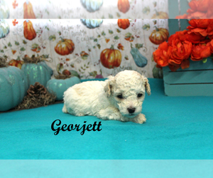 Poodle (Toy) Puppy for sale in CHANUTE, KS, USA