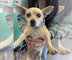 Chihuahua Dogs for adoption in Tracy, CA, USA