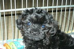 Small Photo #2 Poodle (Toy)-Yorkshire Terrier Mix Puppy For Sale in ORO VALLEY, AZ, USA