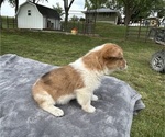 Small #3 Pembroke Welsh Corgi