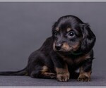 Small Photo #30 Dachshund Puppy For Sale in CROWLEY, TX, USA