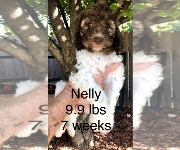 Medium Photo #2 Pyredoodle Puppy For Sale in GEORGETOWN, TX, USA