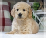 Small Photo #5 Goldendoodle Puppy For Sale in WEST PLAINS, MO, USA