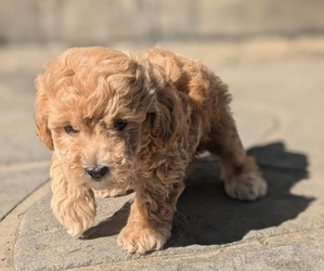 Poodle (Toy) Puppy for sale in GOSHEN, IN, USA