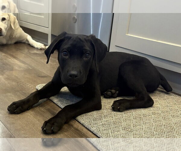 Medium Photo #1 Labrador Retriever-Unknown Mix Puppy For Sale in Boston, MA, USA