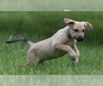 Small #5 Boxer Mix