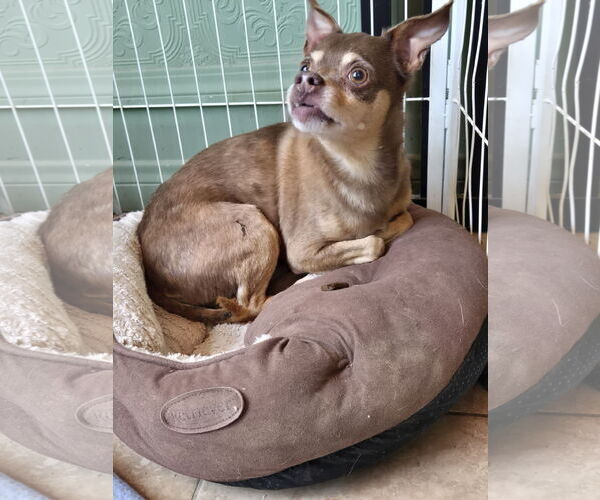 Medium Photo #4 Chihuahua-Unknown Mix Puppy For Sale in Fallbrook, CA, USA