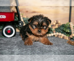 Small #1 Yorkshire Terrier