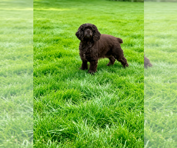Medium Photo #4 Cocker Spaniel-Sheepadoodle Mix Puppy For Sale in SAMMAMISH, WA, USA