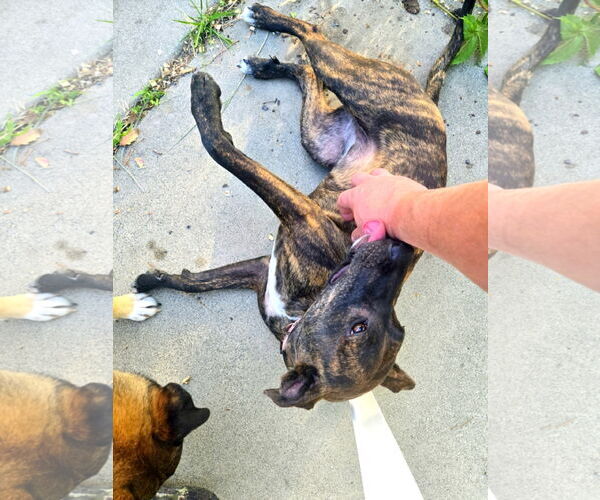 Medium Photo #3 Plott Hound Puppy For Sale in Sandy, UT, USA