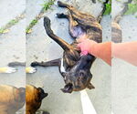 Small #2 Plott Hound