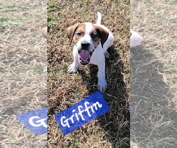 Medium Photo #3 Australian Shepherd-Unknown Mix Puppy For Sale in Brooksville, FL, USA