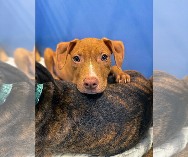 Medium Photo #17 Mutt Puppy For Sale in Philadelphia, PA, USA