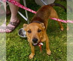 Small #4 Mutt