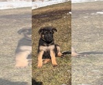 Small Photo #5 German Shepherd Dog Puppy For Sale in JEFFERSON, WI, USA
