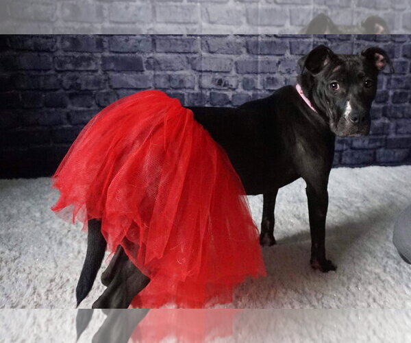 Medium Photo #62 American Pit Bull Terrier-Unknown Mix Puppy For Sale in Germantown, OH, USA