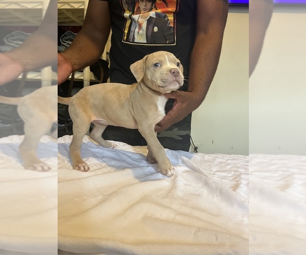 Medium Photo #2 American Bully Puppy For Sale in DUNDALK, MD, USA