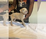 Small #1 American Bully