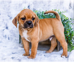 Puppy Terry Puggle