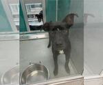 Small German Shepherd Dog Mix
