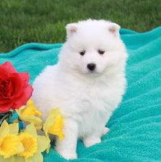 Samoyed Puppy for sale in GAP, PA, USA
