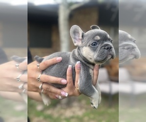 Medium French Bulldog