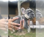 Puppy 4 French Bulldog