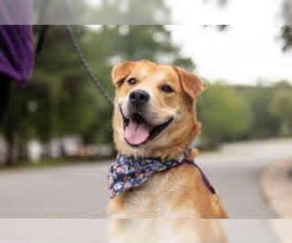 Medium Photo #6 Labrachow Puppy For Sale in Holly Springs, NC, USA