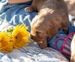 Small #3 Golden Retriever
