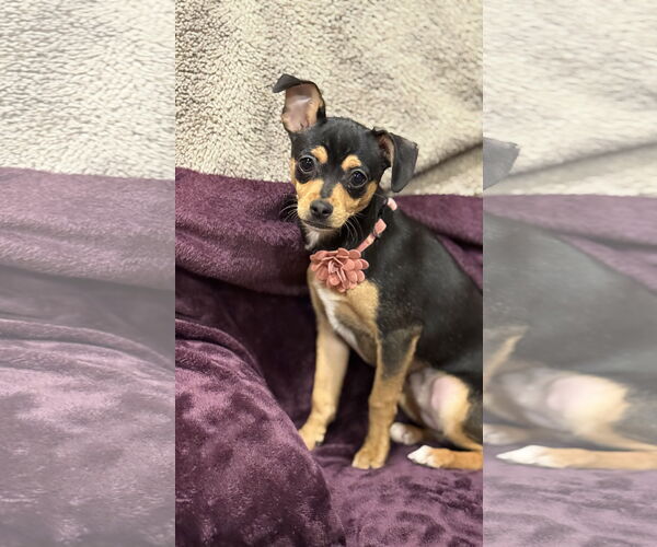 Medium Photo #3 Chihuahua-Unknown Mix Puppy For Sale in Rockaway, NJ, USA