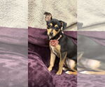Small #2 Chihuahua Mix