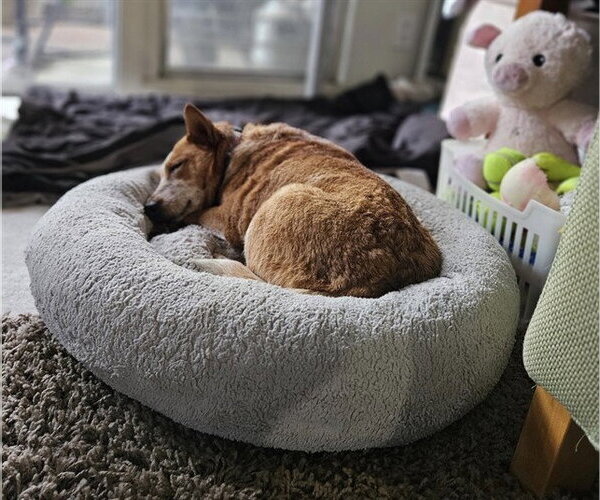 Medium Photo #2 Texas Heeler-Unknown Mix Puppy For Sale in Fremont, CA, USA