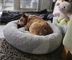 Small #1 Texas Heeler Mix