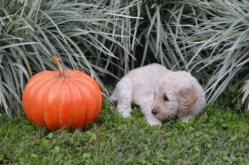 Medium Photo #2 Goldendoodle Puppy For Sale in DOWLING PARK, FL, USA