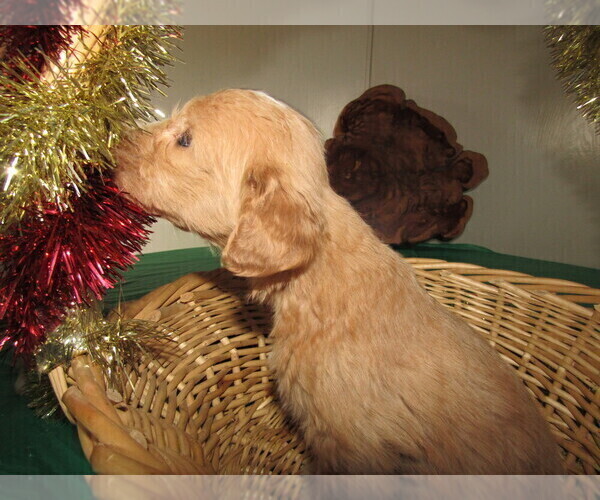 Medium Photo #7 Goldendoodle Puppy For Sale in SOUTH BEND, IN, USA