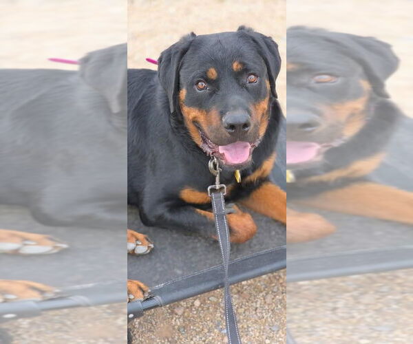 Medium Photo #11 Rottweiler Puppy For Sale in Gilbert, AZ, USA
