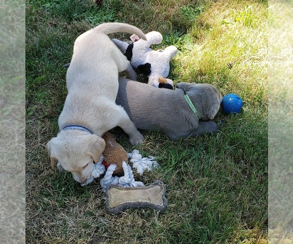 Medium Photo #12 Labrador Retriever Puppy For Sale in OLYMPIA, WA, USA