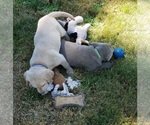 Small #11 Labrador Retriever