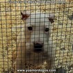 Small Photo #89 Dogo Argentino Puppy For Sale in PINEVILLE, MO, USA