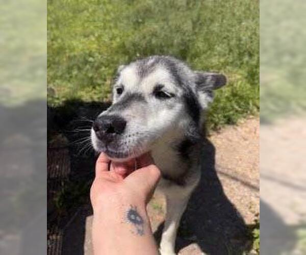 Medium Photo #2 Siberian Husky-Unknown Mix Puppy For Sale in Plover, WI, USA
